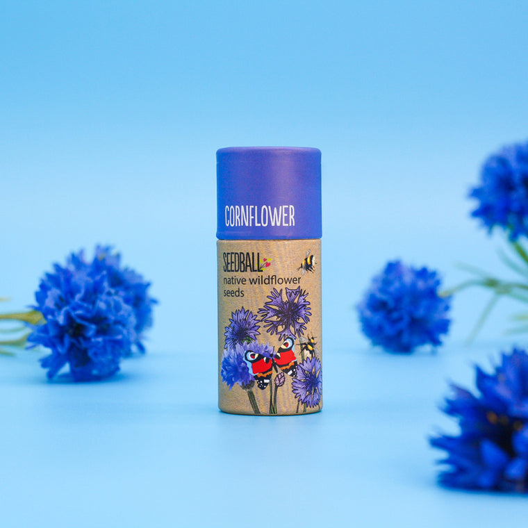 Seedball Native Wildflower Seeds Tube - Cornflower