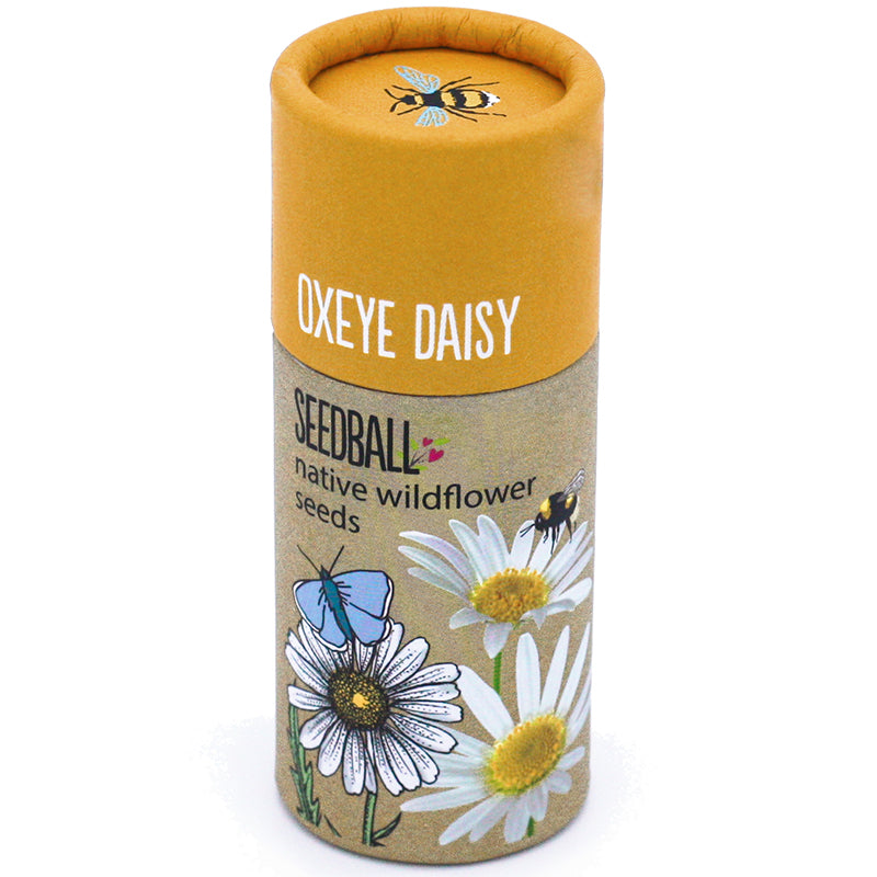 Seedball Native Wildflower Seeds Tube - Oxeye Daisy