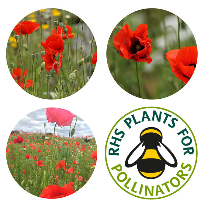 Seedball Native Wildflower Seeds Tube - Poppy