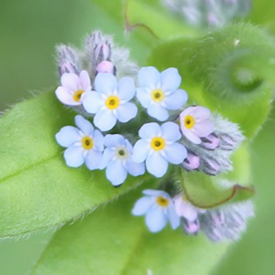 Seedball Native Wildflower Seeds Tube - Forget-Me-Not