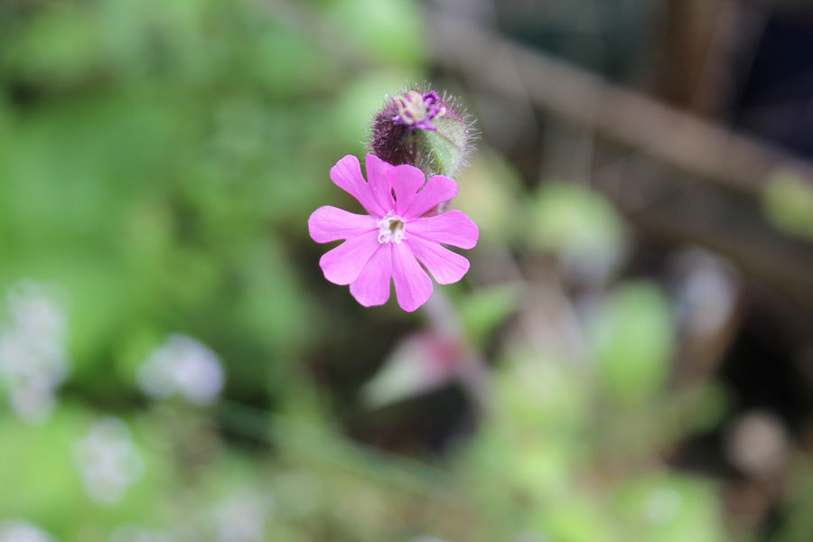 Seedball Native Wildflower Seeds Tube - Red Campion